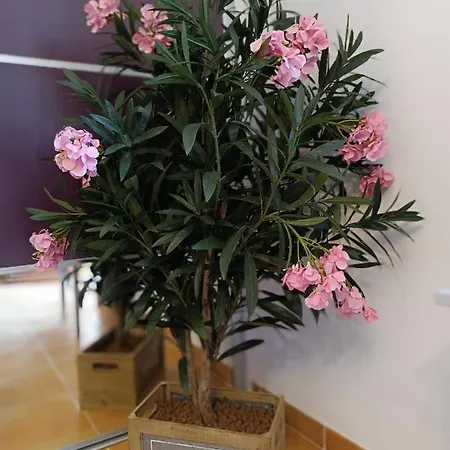 ô Mélèze Morsang-sur-Orge